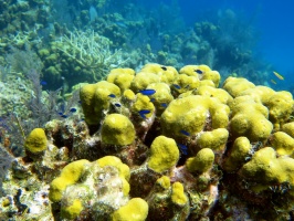 29 Blue Cromis on the Reef IMG 3461